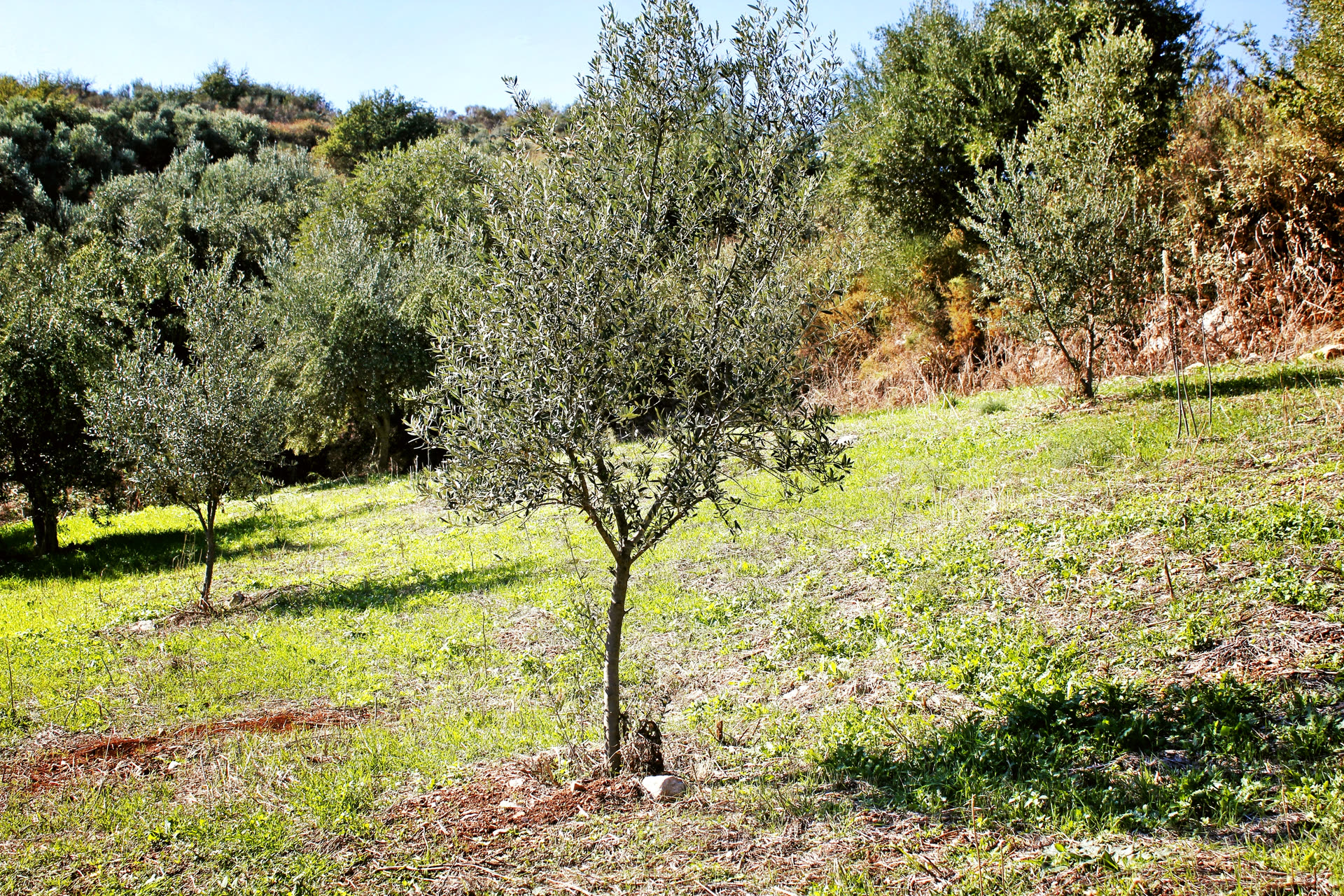 Peloponnese. Landscape for atmosphere, not this producer’s grove.