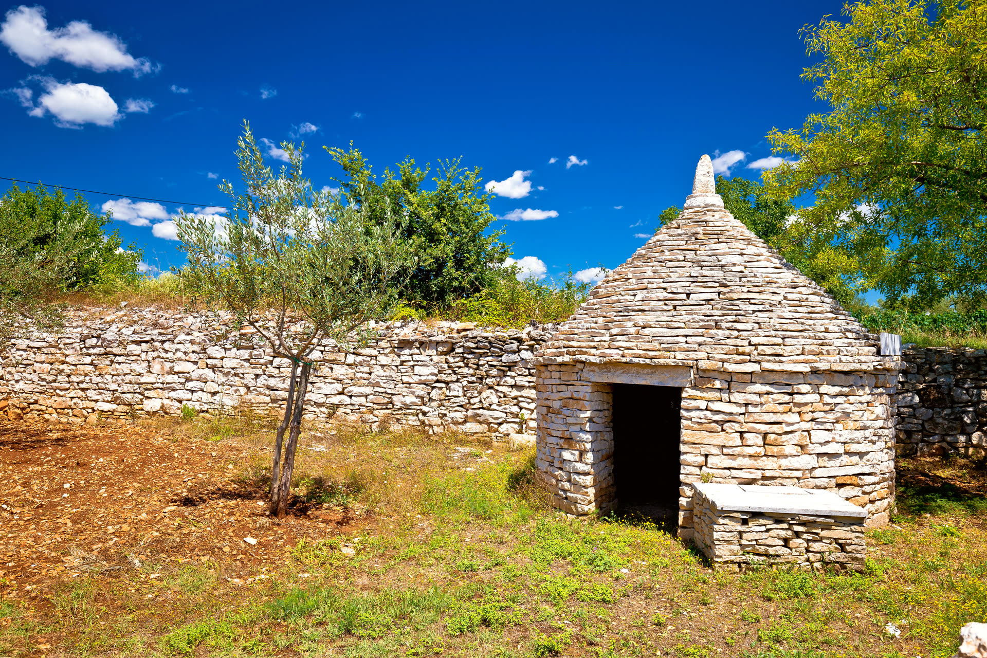 Istria. Landscape for atmosphere, not this producer’s grove.