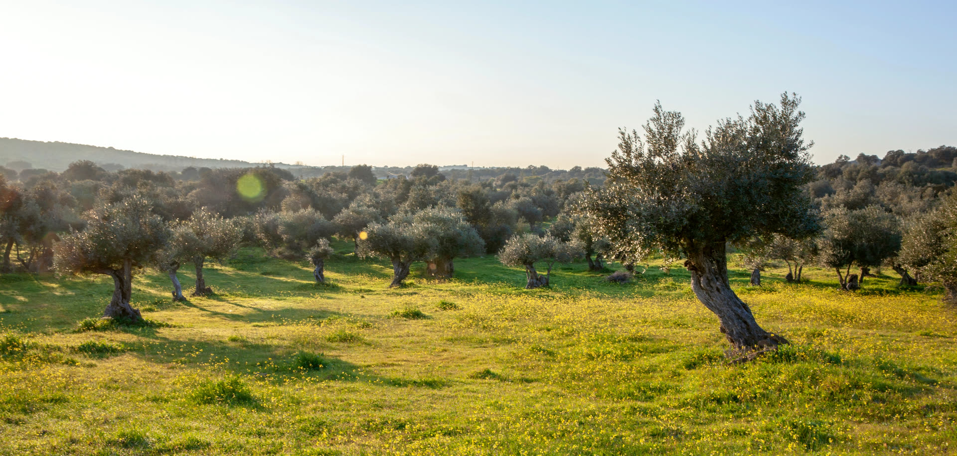 Alentejo. Landscape for atmosphere, not this producer’s grove.