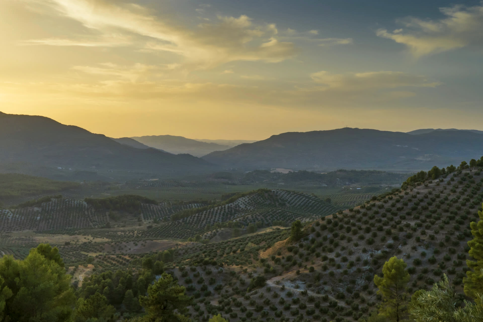 Andalusia. Landscape for atmosphere, not this producer’s grove.