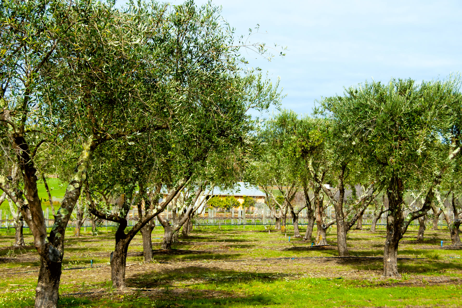 Beyond the Eight. Landscape for atmosphere, not this producer’s grove.