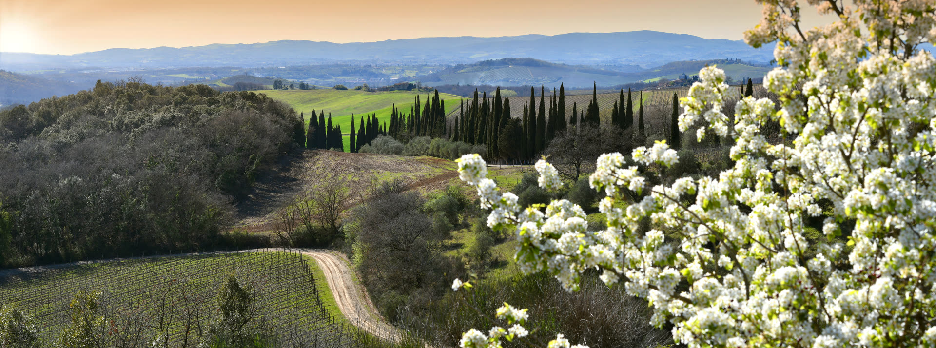 Tuscany. Landscape for atmosphere, not this producer’s grove.