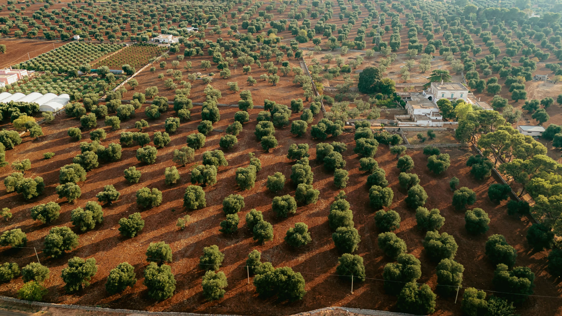 Puglia. Landscape for atmosphere, not this producer’s grove.