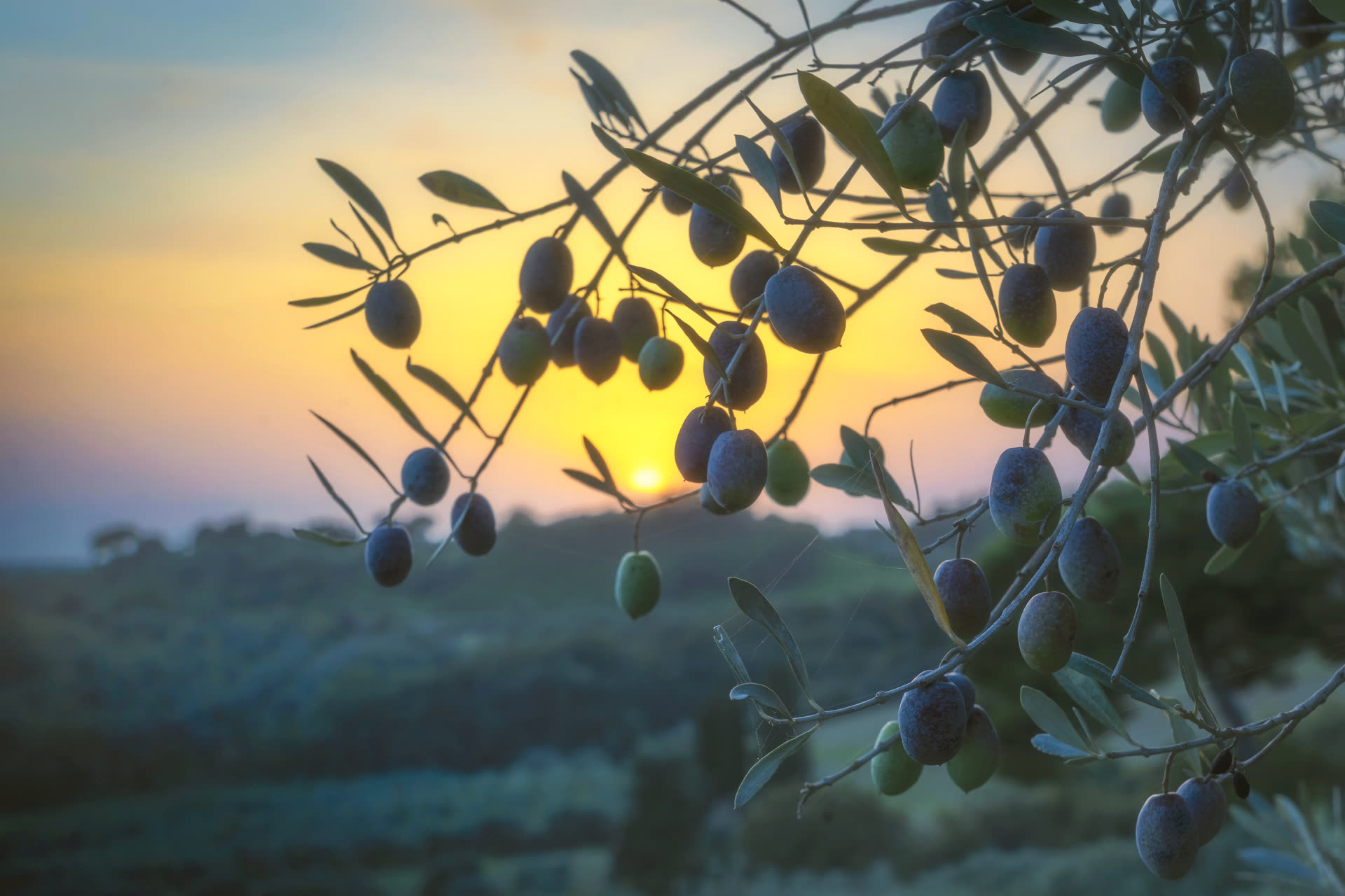 Olive branch, for atmosphere. Not a photograph of this place.