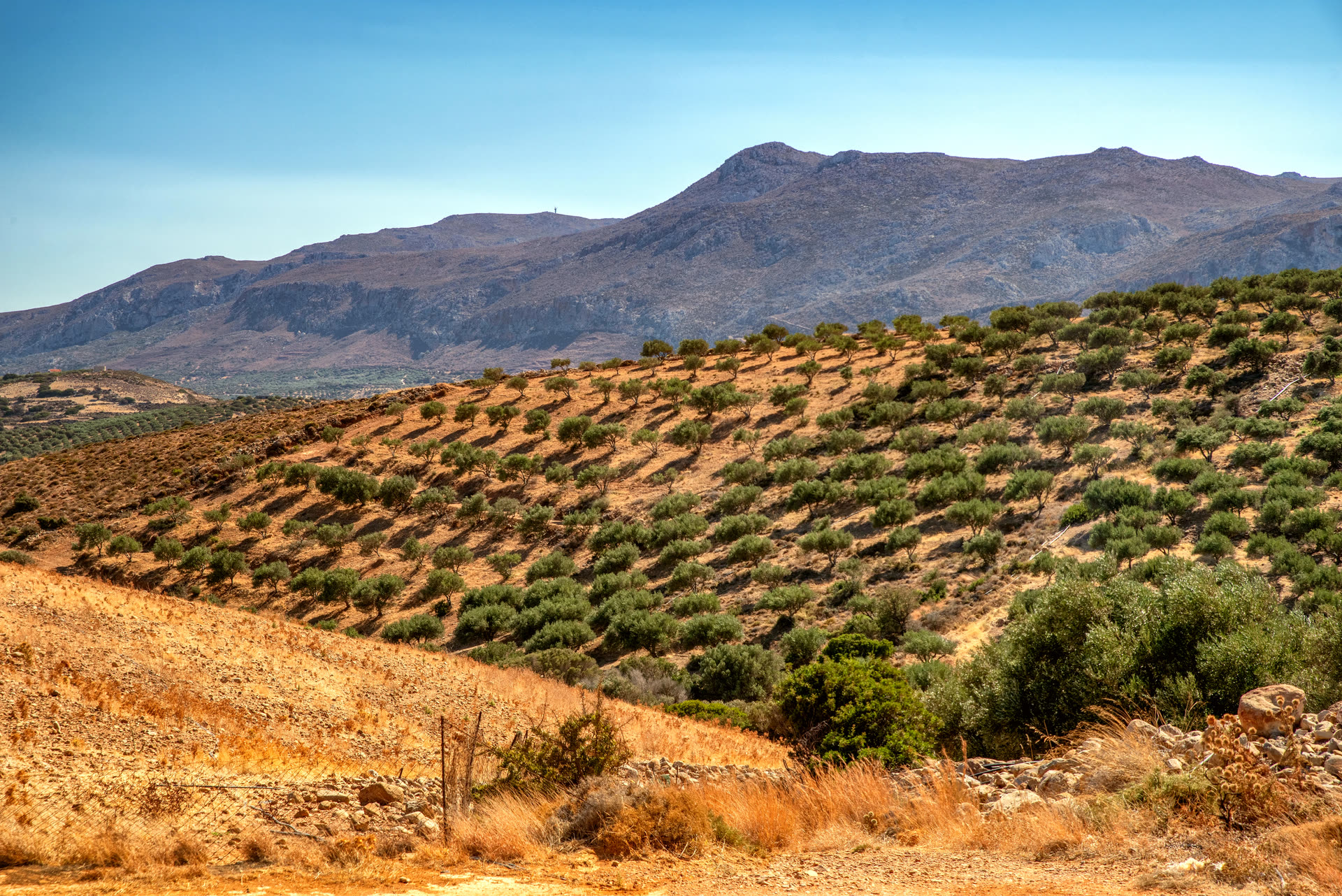 Crete. Landscape for atmosphere, not this producer’s grove.